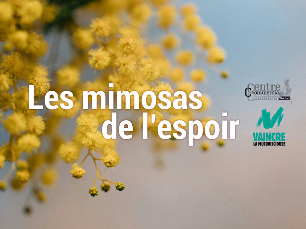 Les mimosas de l'espoir contre la mucoviscidose